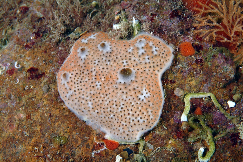 Didemnum sp.